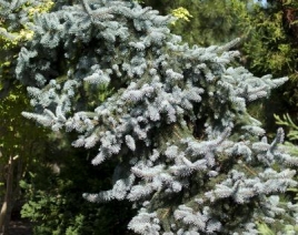 ´Weeping´ Blue Colorado Spruce