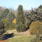 Winter Landscape (Bickelhaupt Arboretum)