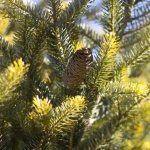 Aurea Cone in Winter (Bickelhaupt Arboretum)