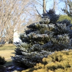 Color in Winter (Bickelhaupt Arboretum)