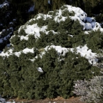 20 Year Old Specimen In Winter Snow (Hidden Lake Gardens)