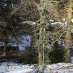20 Year Old Specimen In Winter Snow (Hidden Lake Gardens)