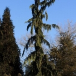 20 Year Mature Specimen (Bickelhaupt Arboretum)