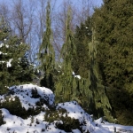 Trio in Winter Snow (Hidden Lake Gardens)