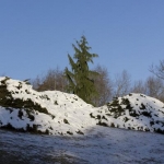 20 Year Specimen in Winter Snow (Hidden Lake Gardens)