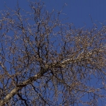 Branches in Winter (Bickelhaupt Arboretum)