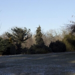 In the Winter Landscape  (Bickelhaupt Arboretum)