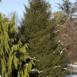 30 year Old Specimen in Winter (Hidden Lake Gardens)