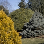 20 Year Mature Specimen in the Landscape (Bickelhaupt Arboretum)