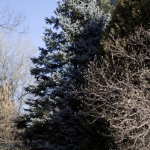 20 Year Mature Specimen in Winter (Bickelhaupt Arboretum)