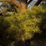 Bark on Mature Tree (Dawes Arboretum)