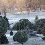30 Year Old Specimen with Morning Frost (Bickelhaupt Arboretum)