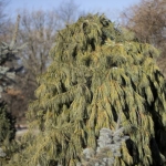 30 Year Old Specimen in Winter(Bickelhaupt Arboretum)