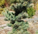 ´Fuku-zu-mi´ Japanese White Pine