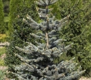 ´Continental´ Colorado Blue Spruce