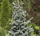 ´Koster´ Colorado Blue Spruce