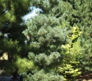 ´Gimborn´s Ideal´ Japanese White Pine