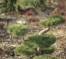 ´Poodled´ Scotch Pine