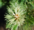 ´Tani Mano Uki´ Japanese White Pine