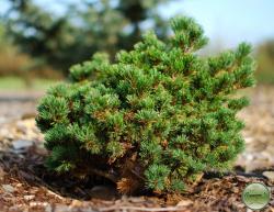 ´Hagaromo´ Dwarf Japanese White Pine