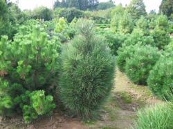 ´Obelisk´ Austrian Pine