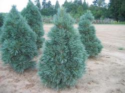 ´Vanderwolf´ Limber Pine
