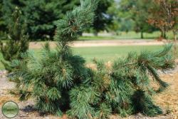 ´Blue´ Limber Pine