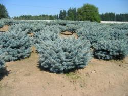 ´Globe´ Colorado Blue Spruce