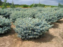 ´R.H. Montgomery´ dwarf Colorado Blue Spruce