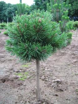 ´Mugo Pine´ (standard) Mugo Pine